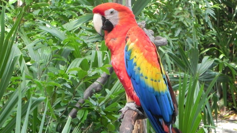 Trichoglossus haematodus