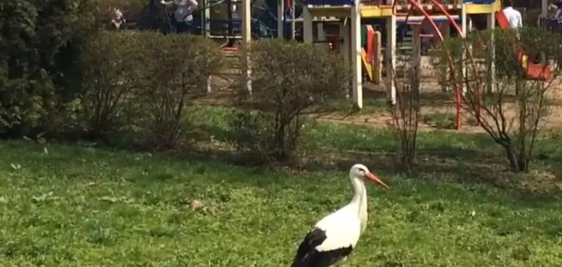 Аист строит гнездо