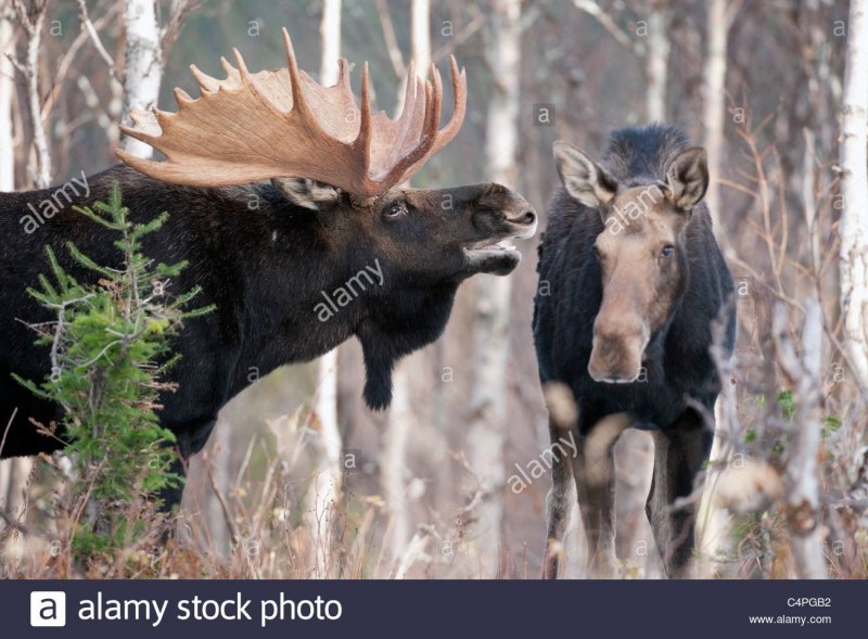 Лось самец