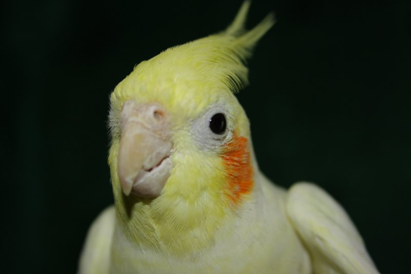 Какаду и корелла