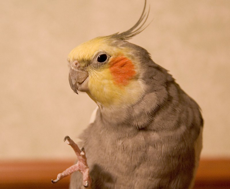 Корелла Cockatiel