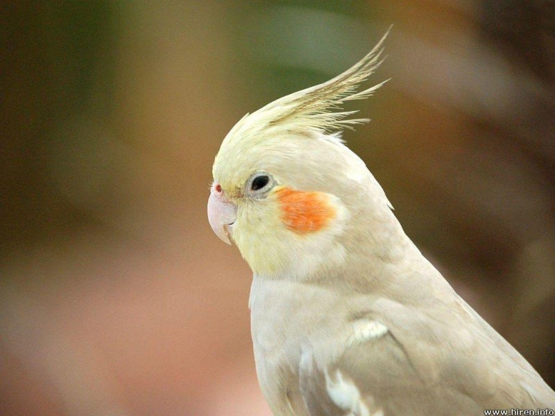 Корелла Cockatiel