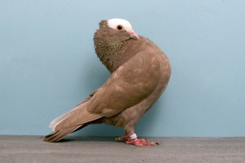 Редкие голуби