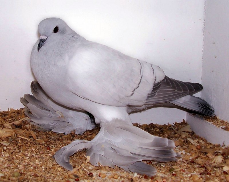 Ледяной голубь