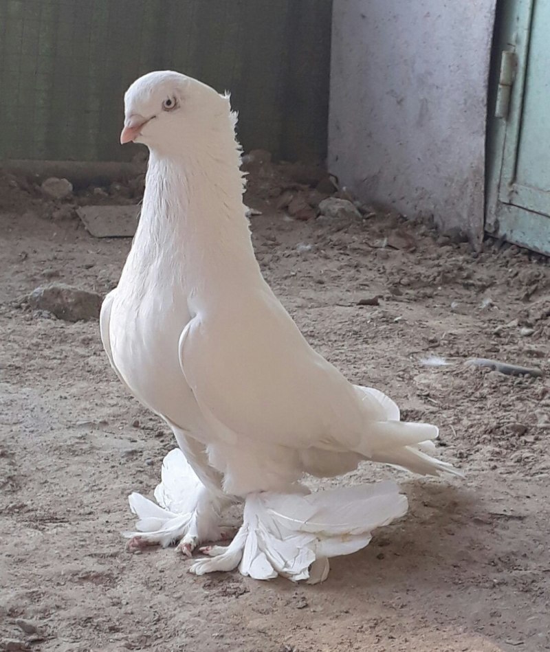 Домашние голуби