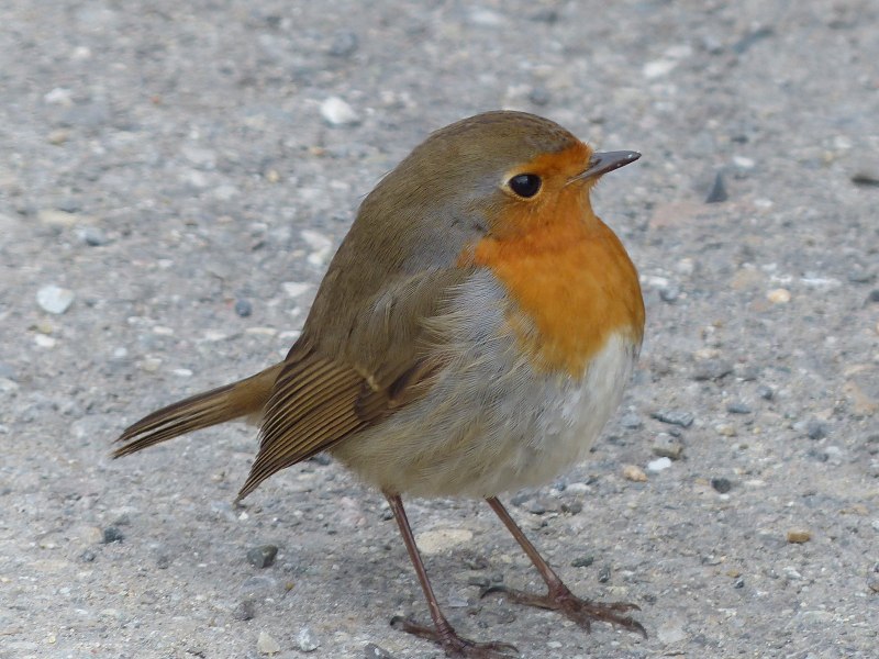 Зарянка – Erithacus rubecula (l., 1758)