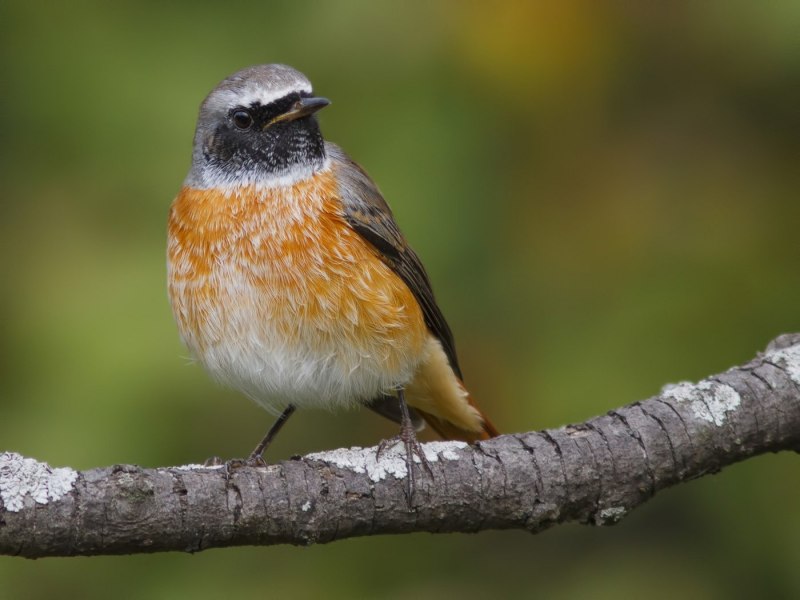 Обыкновенная горихвостка (Phoenicurus Phoenicurus)