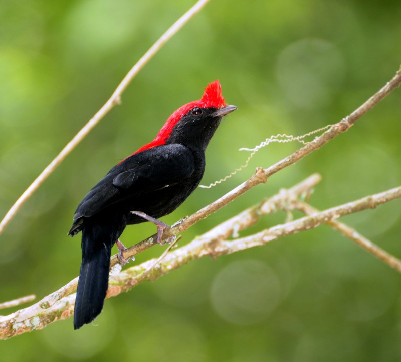 Шлемоносный Манакин-арарипе (Araripe Manakin)