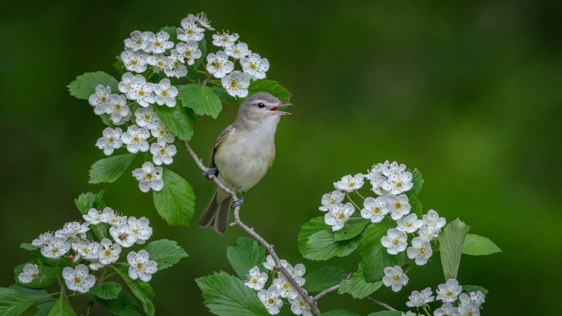 Природа поют птицы
