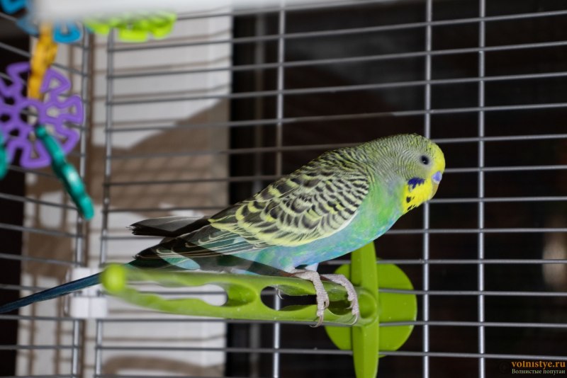 Budgie попугай