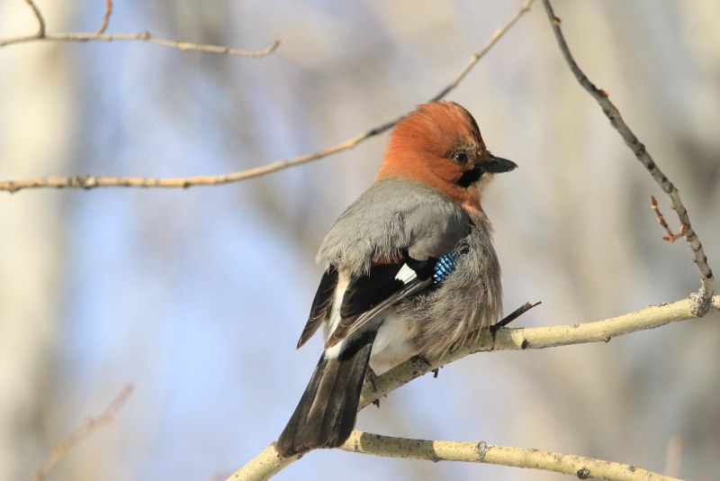 Сойка garrulus glandarius
