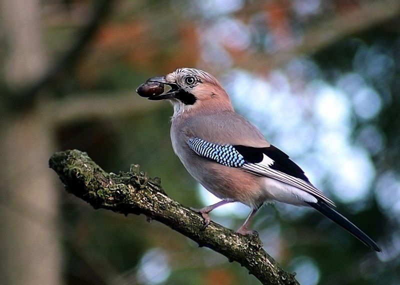 Jacob garrulus