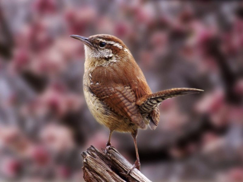 Чибис Vanellus Vanellus