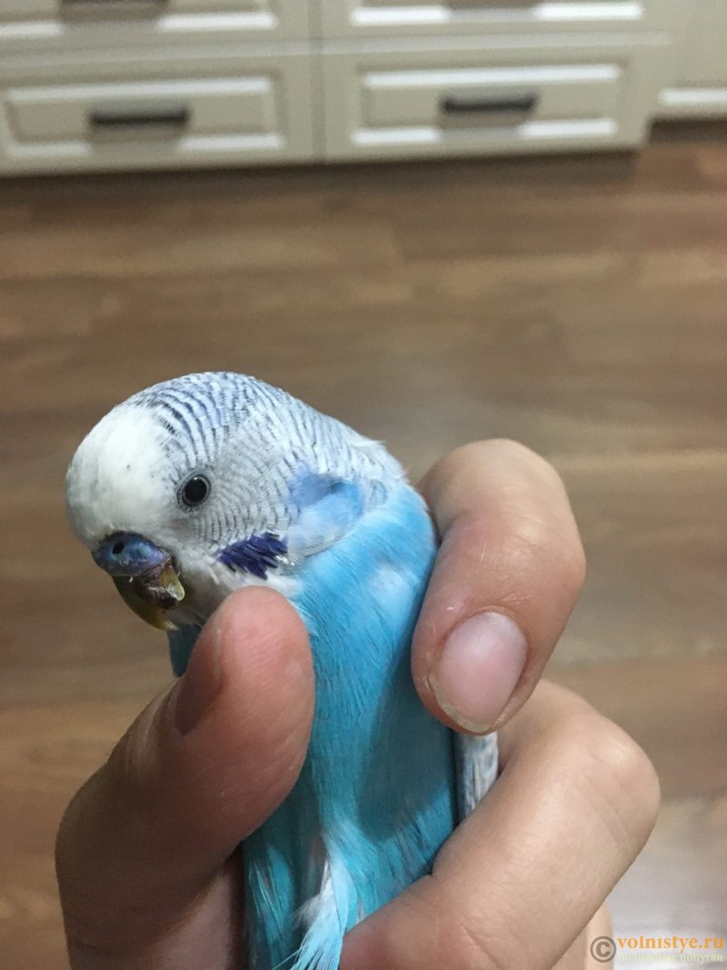 Вес волнистого попугая