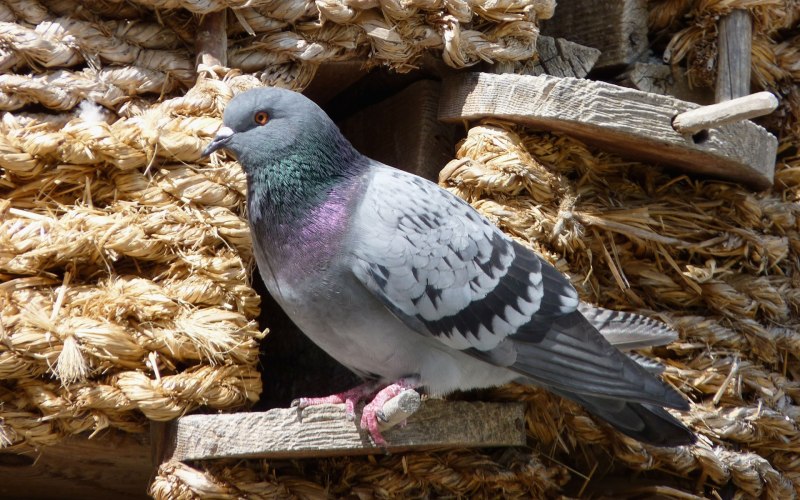 Dove голубь