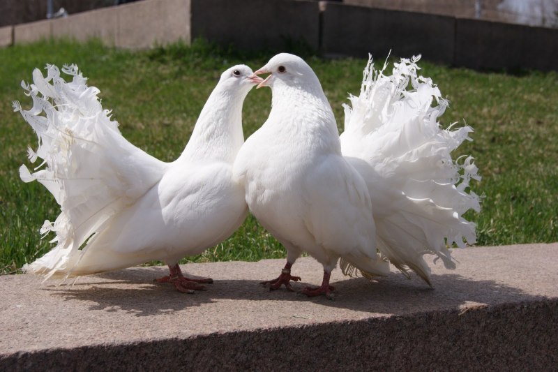 Любовь и голуби