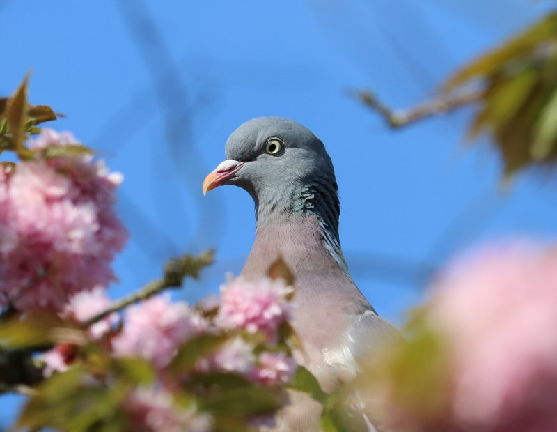 Черный голубь Columba janthina