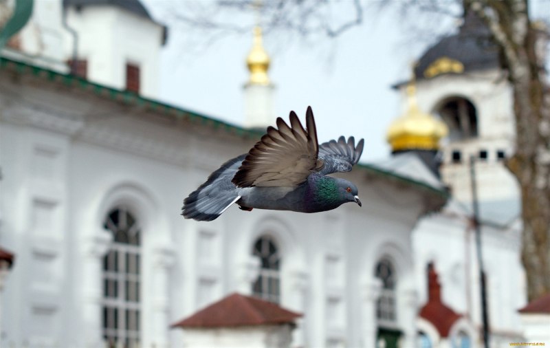 Птицы на улице