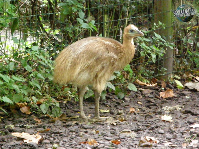 Шлемоносный казуар (casuarius casuarius);
