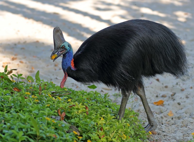 Casuarius casuarius