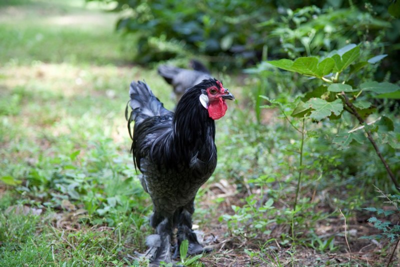 White Crested Polish