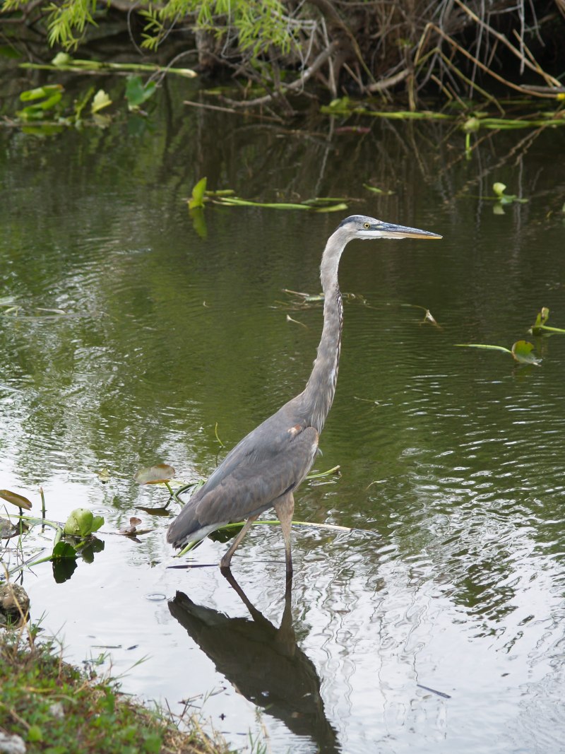 Rallus aquaticus