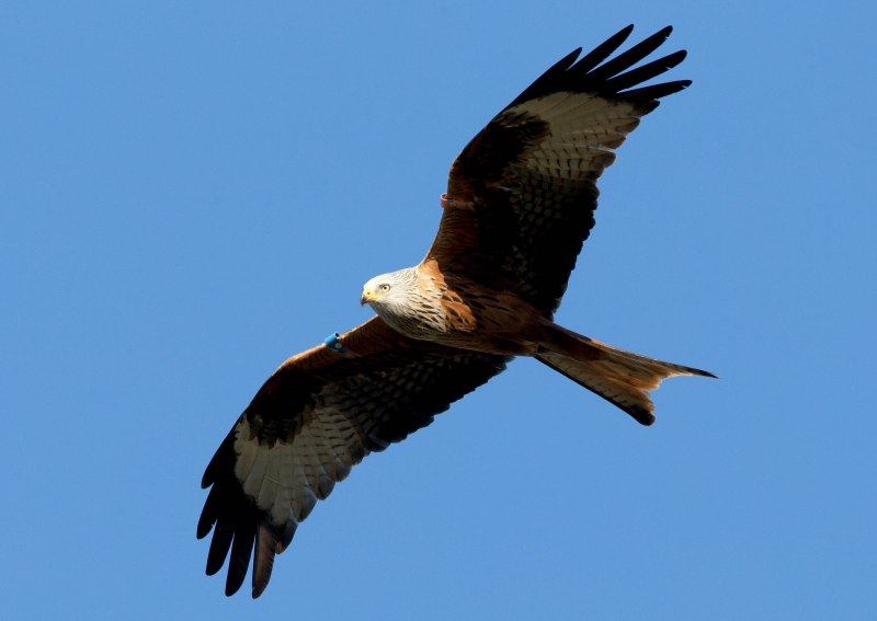 Красный Коршун Milvus Milvus