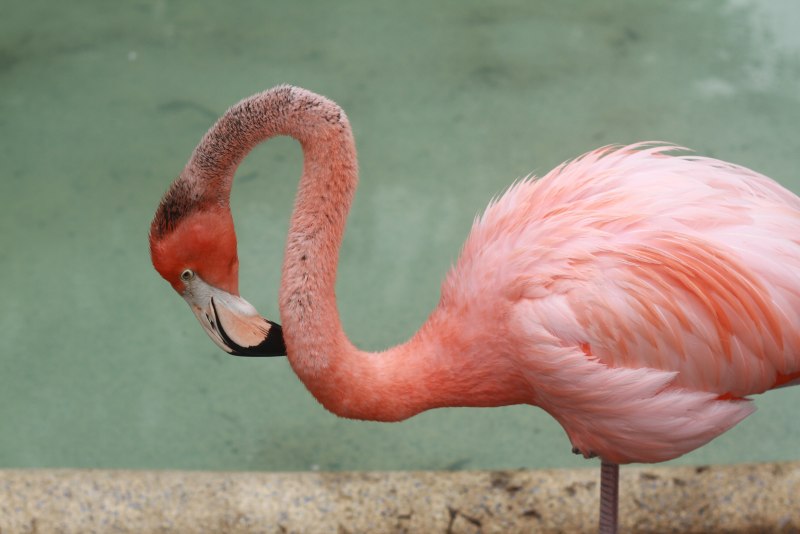 Фламинго розовый (Phoenicopterus roseus)