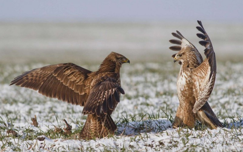Сокол-Сапсан (Falco peregrinus)