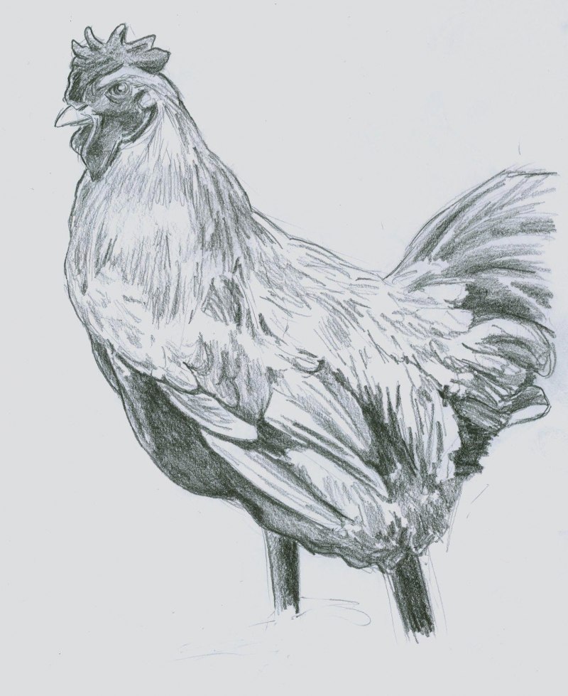 Курица скетч