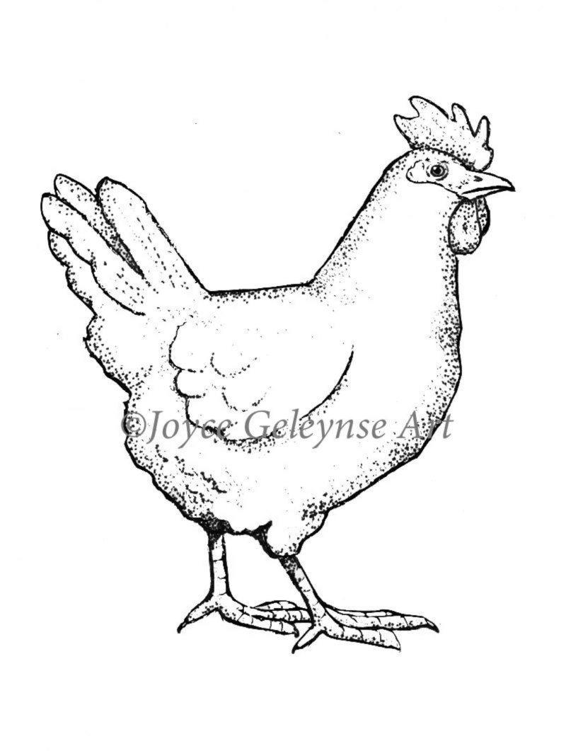 Курица эскиз