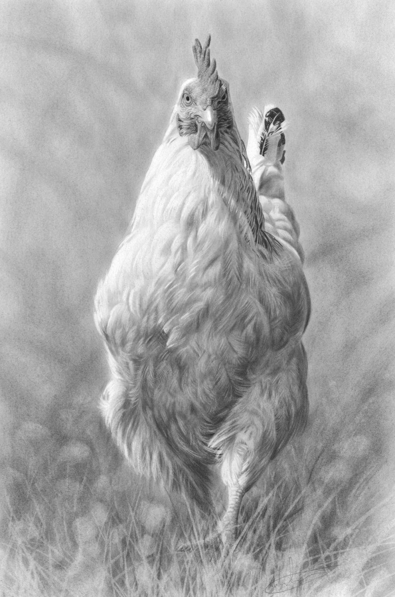 Курица рисунок для детей для срисовки
