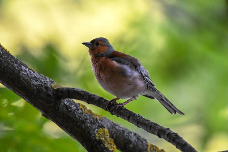 Зяблик (fringilla COELEBS)