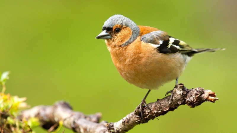 Зяблик (fringilla COELEBS)