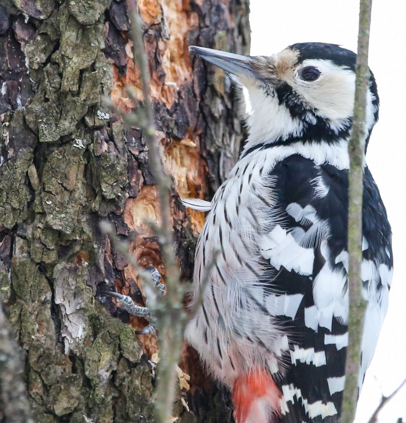 Downy Woodpecker