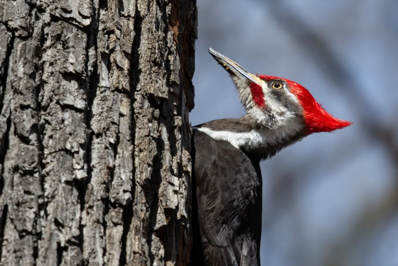 Downy Woodpecker