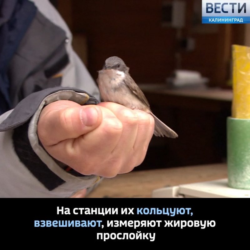 Мечение птиц