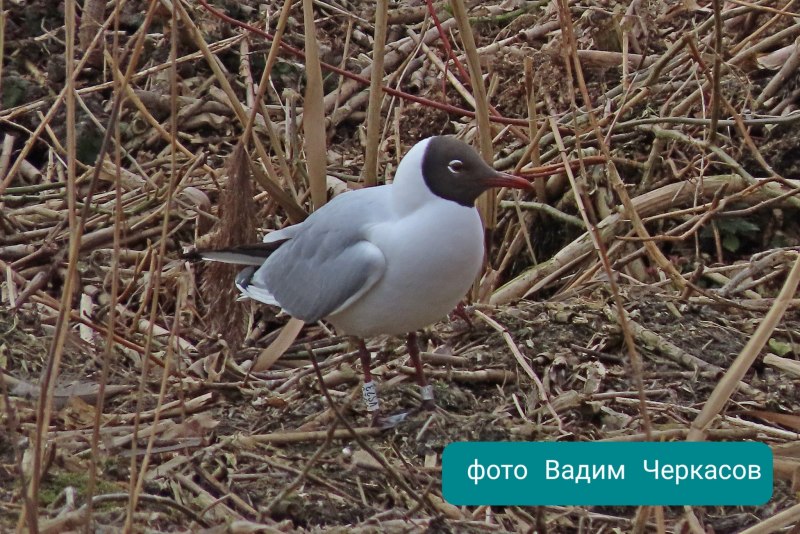 Очень маленькая птичка