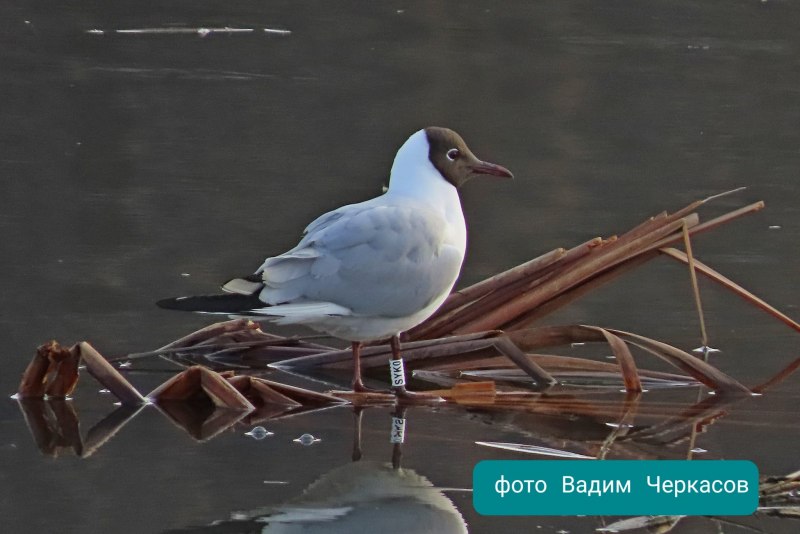 Кольцо на лапке птицы