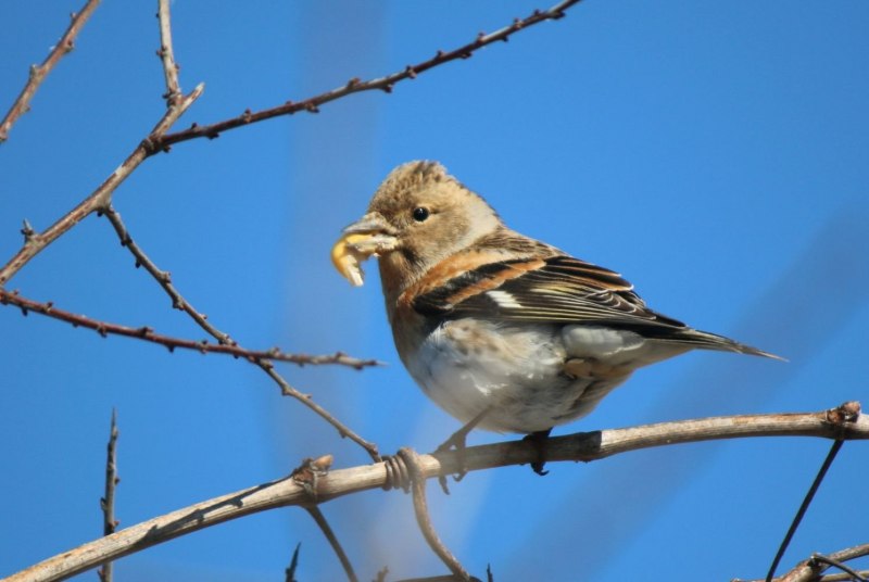 Юрок (fringilla montifringilla).