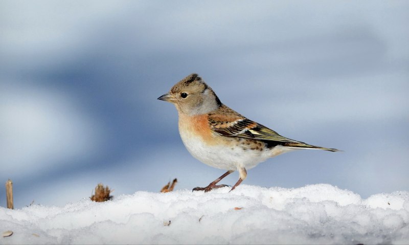 Юрок (fringilla montifringilla).