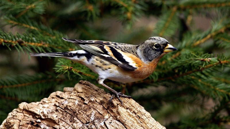 Юрок (fringilla montifringilla).