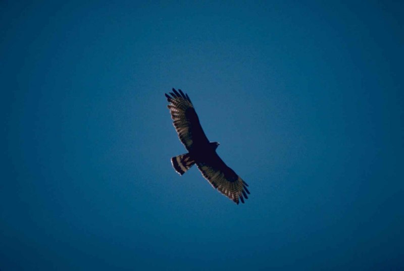 Sky tailed