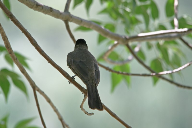 Blackbird птица