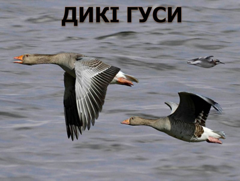 Селезень гуся серый