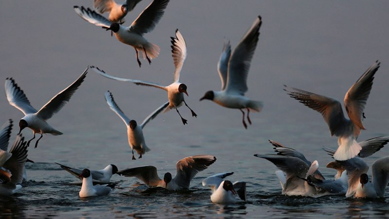 Перелетные водоплавающие птицы (43 фото)