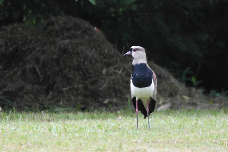 Китайская Лазоревая сорока (Urocissa sinensis)