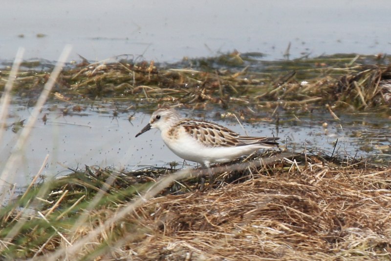Кули́к-Воробе́й (Calidris minuta)
