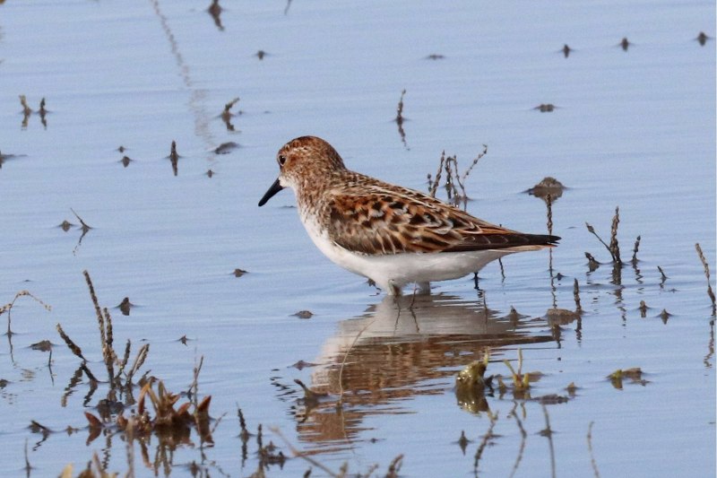 Кулик-Воробей (Calidris minuta)