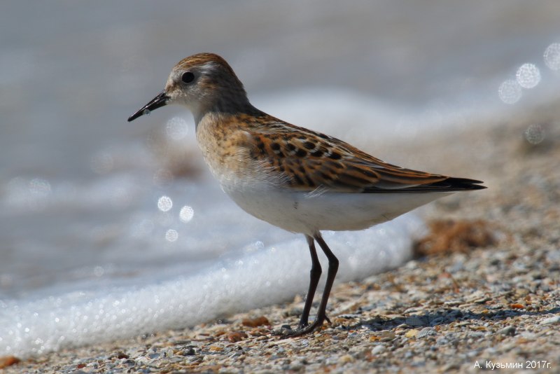 Кулик-Воробей (Calidris minuta)